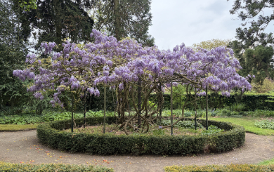 Blauweregen26