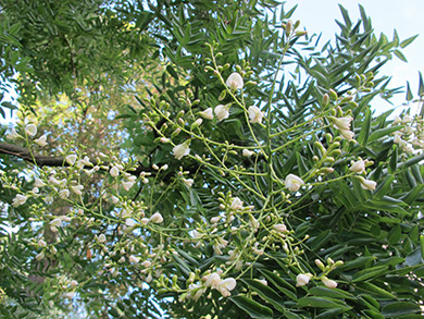 honingbloem